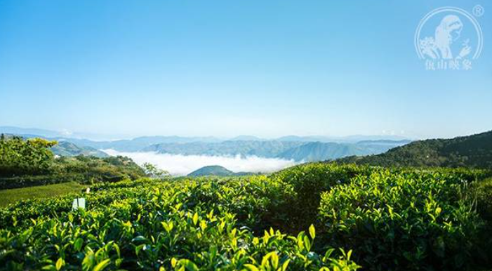 勐庫茶分布與生長環境